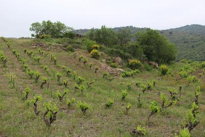 Languedoc, Roussillon