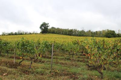 Beaujolais